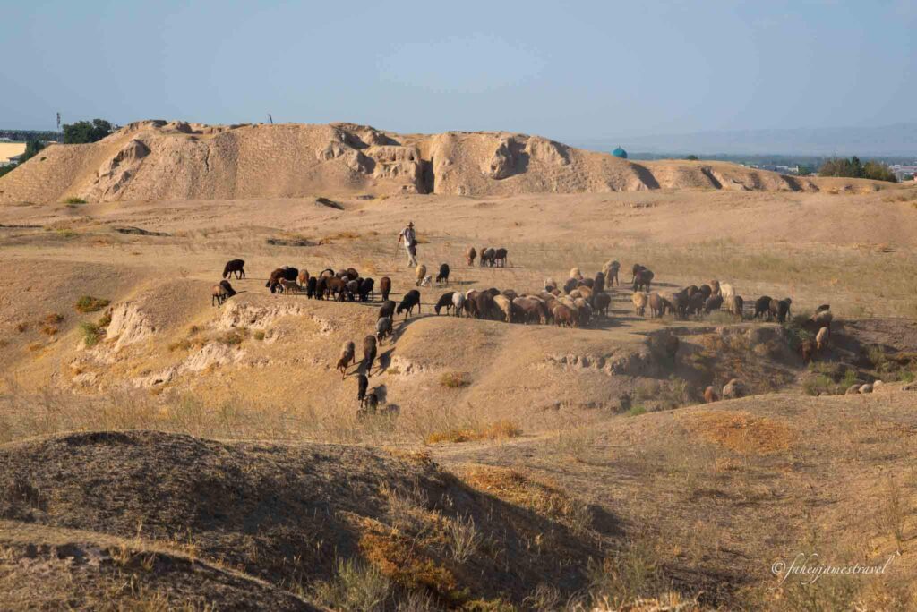 goats and farmers cross the Afrasiyab Archaeological Site one of the cities best activties
