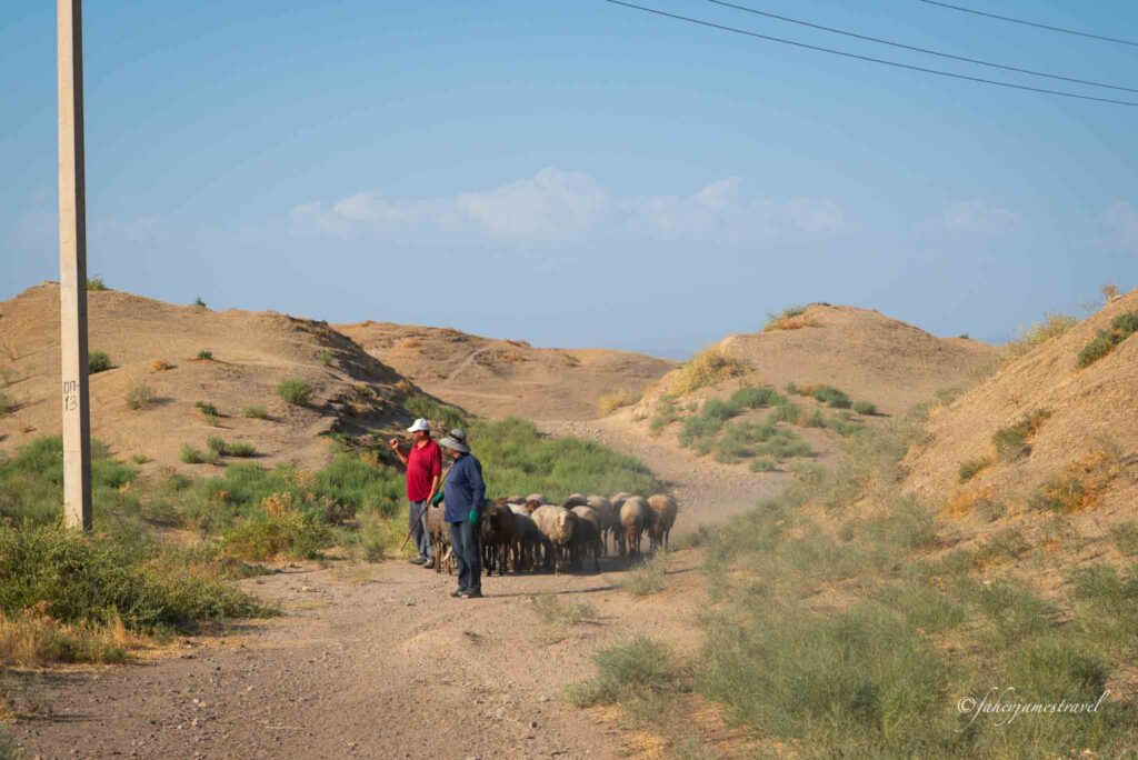 2 farmers stop and look across Afrasiyab Archaeological Site with goats beside them one of my favourite things to do in samarkand