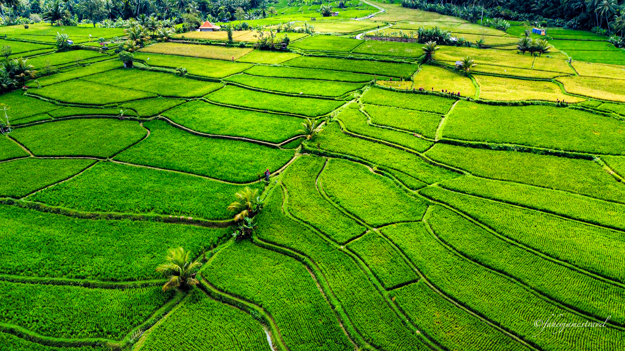 rice fields close to ubud bali. they are green and layered and looked nice from the drone shot