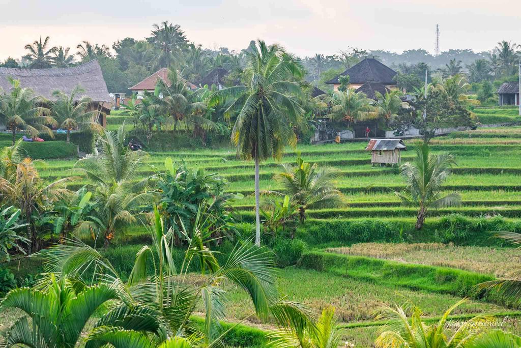 Campuhan Ridge Walk is pictured on my 3days in ubud itinerary
