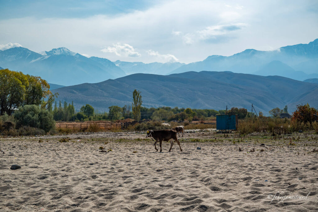 cows run wild in barskoon woth the mountains in the background