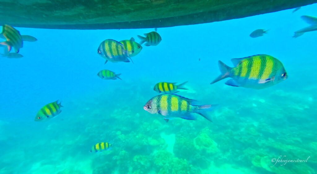 some green and blue fish swim under a longtail boat on koh lipe