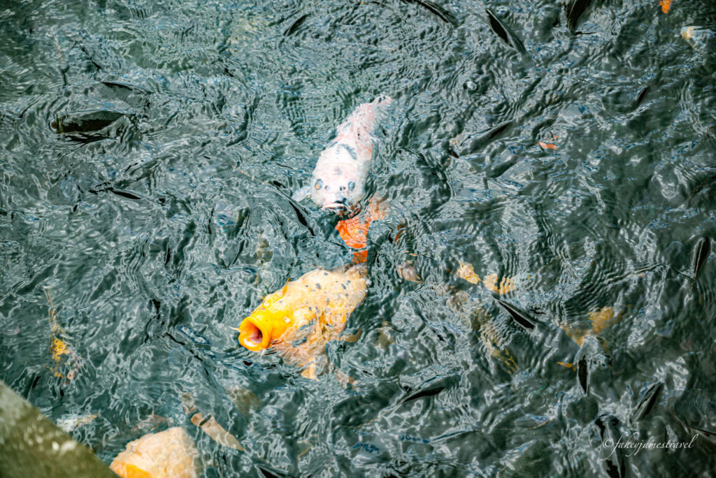 some huge fish swim up to eat food which tourists have thrown into the pond. the fish is orange and white with some spots 