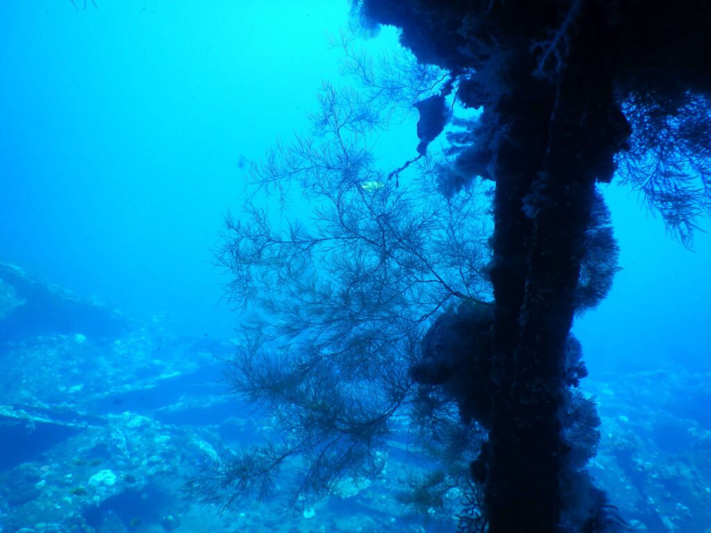 USAT liberty wreck close to Amed, Bali. You cansee how dark the water is and some of the rail of the ship which is hard to see with all the growth now covering it 