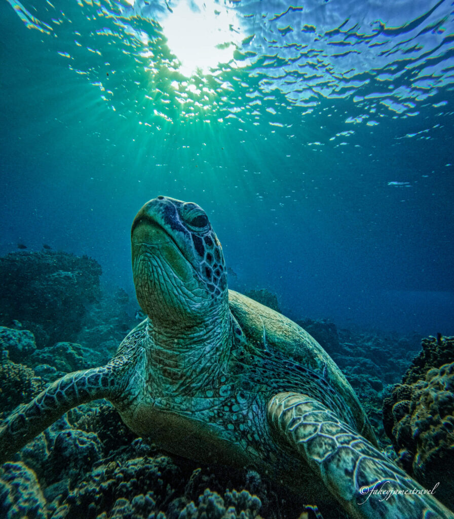 a close up shot of a turtle underwater at gili meno