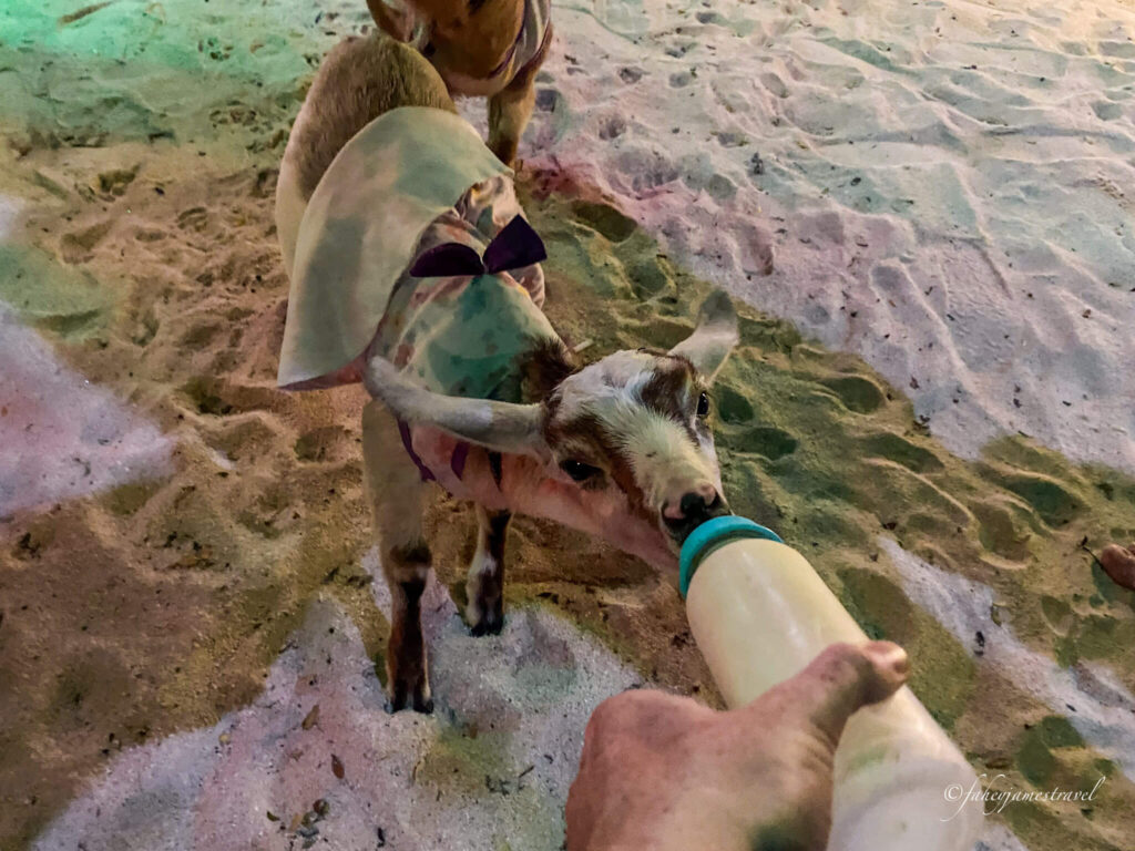 one goat is being fed with a bottle