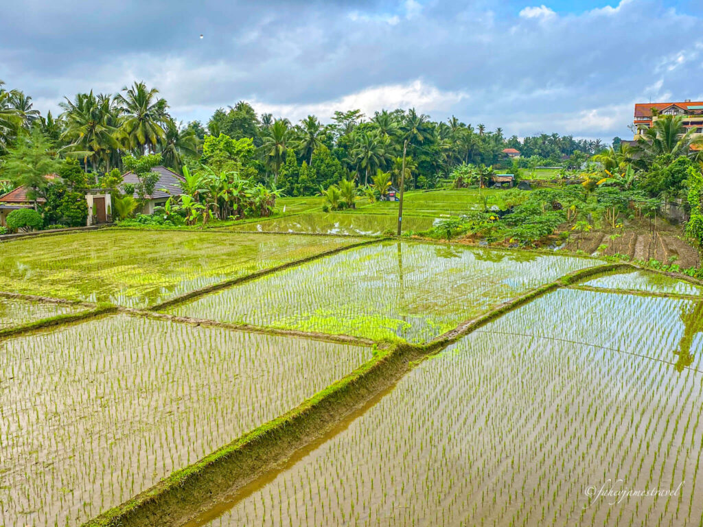 ubud rice fields are pictured and many people escape from denpasar to come to ubud for this reason