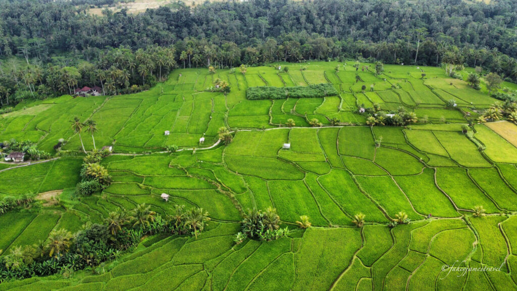 more rice fields are shown in bali close to ubud