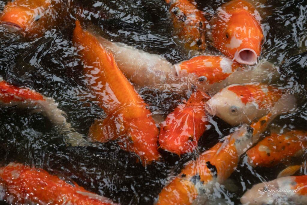 fish swim in the pond at hoa lu ancient capital in tam coc