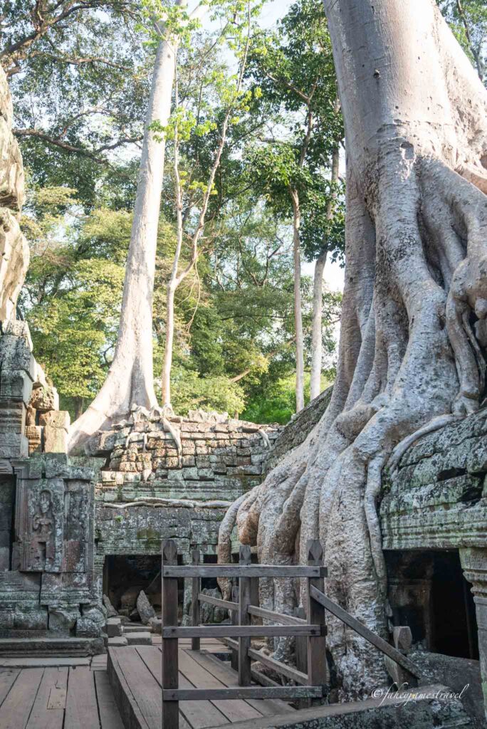 trees overgrow Ta Prohm temple part of the 3 day itinerary for siem reap