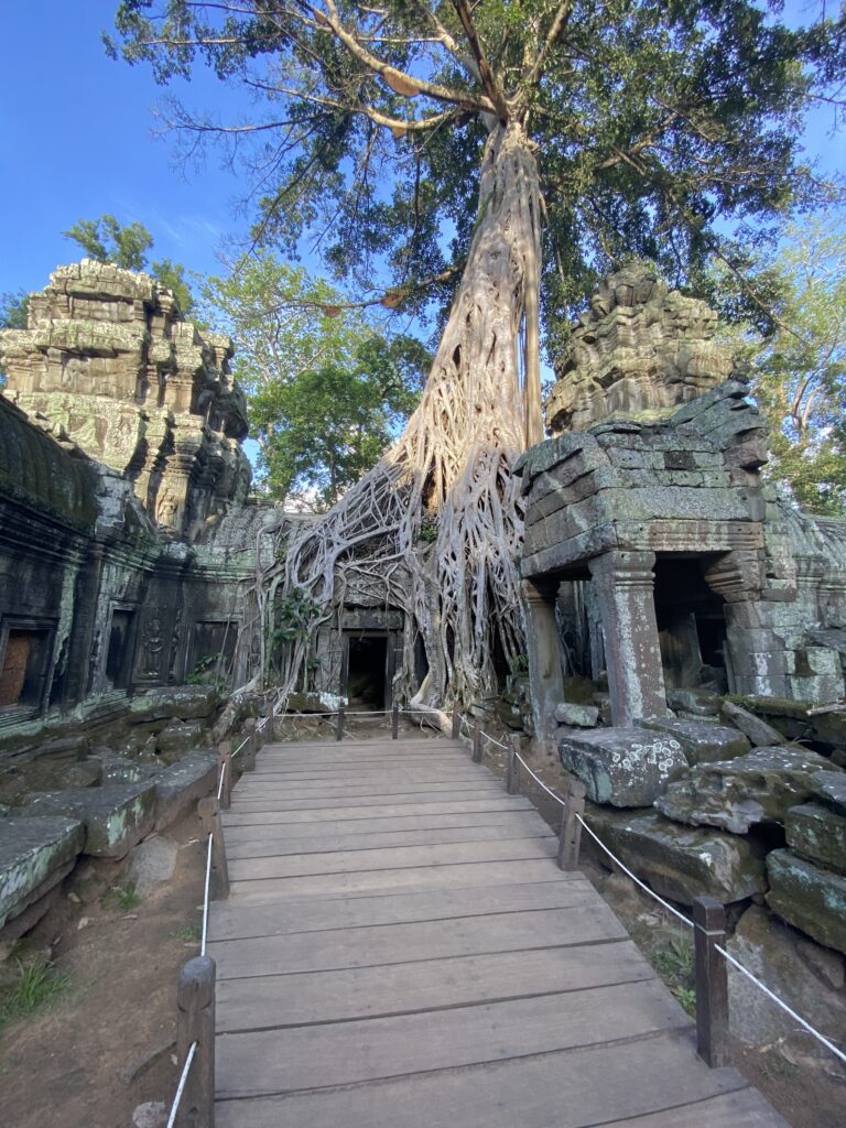 Ta Prohm shows the trres growing over the temple at tomb raider temple