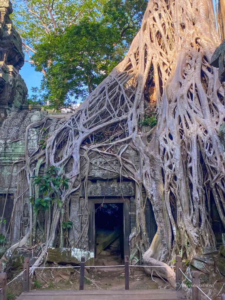 tree growing over the door at tomb raider temple at angkor wat