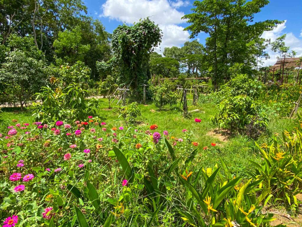 coloured flowers are pictured at angkor botanical garden