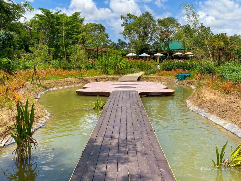 angkor botanical shows the guitar platform around the pond